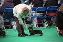 Crufts2011_2 1286